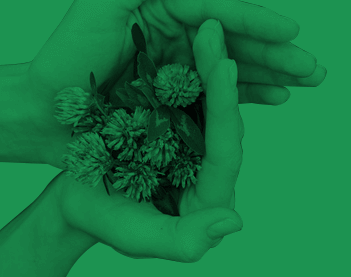 Kobiece dłonie i koniczyna czerwona